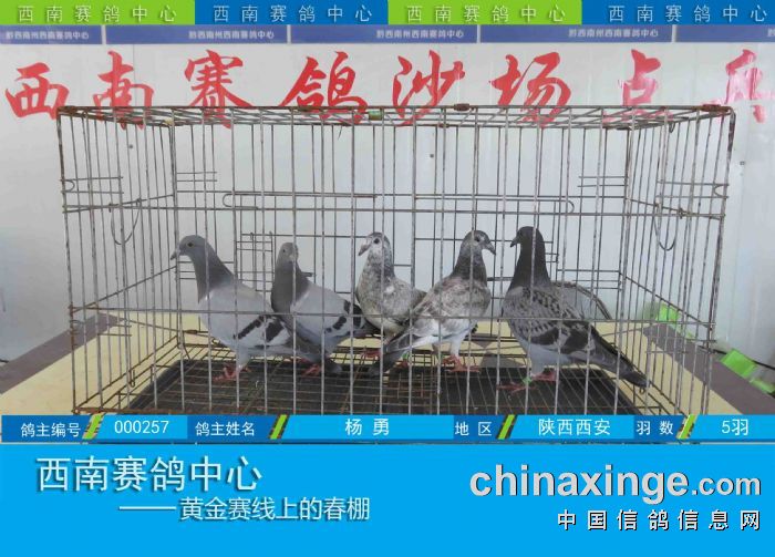 西南赛鸽中心:第五届幼鸽入棚图集(8-26) - 贵州西南赛鸽中心 - 中信