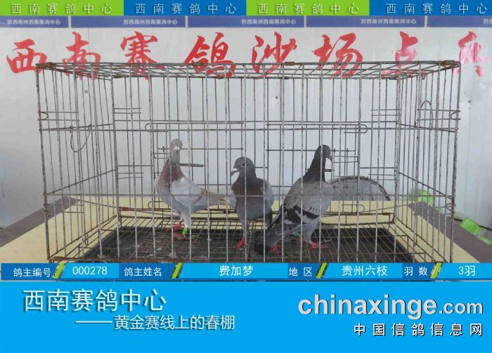 西南赛鸽中心:第五届幼鸽入棚图集(8-26) - 贵州西南赛鸽中心 - 中信